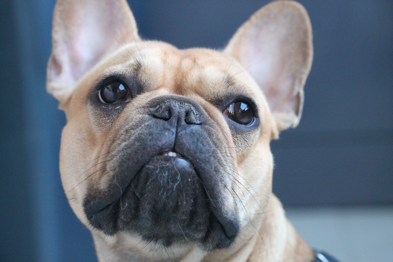 Nos brachycefalických psů může být popraskaný, což je důsledkem jiné, zploštělé struktury lebky psa.